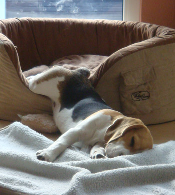 Zu Hause in Warendorf schläft der Beagle am besten